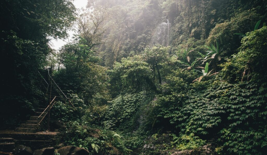 Jungle stairwell